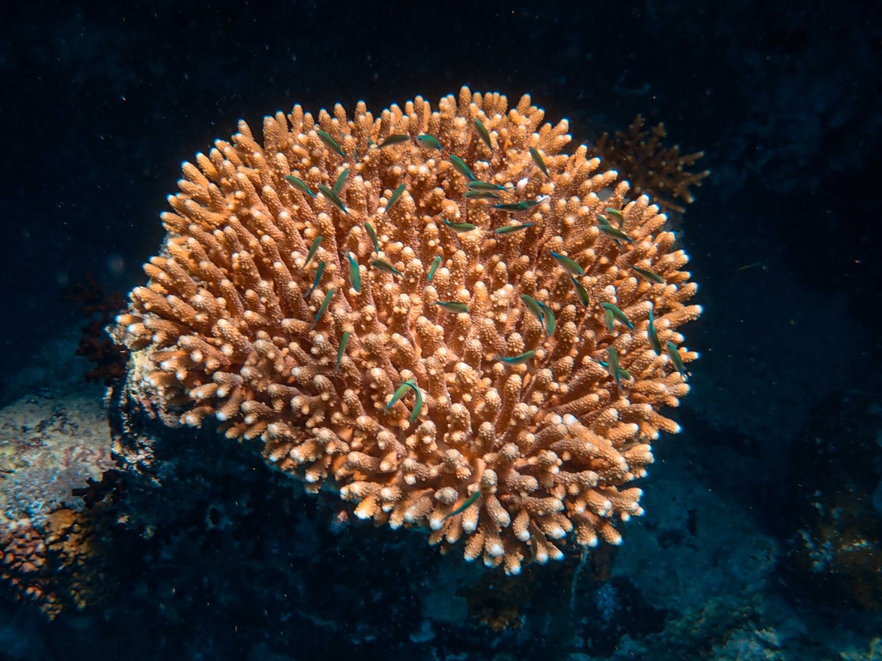 KAUST Scientists Train Corals to Resist Disease