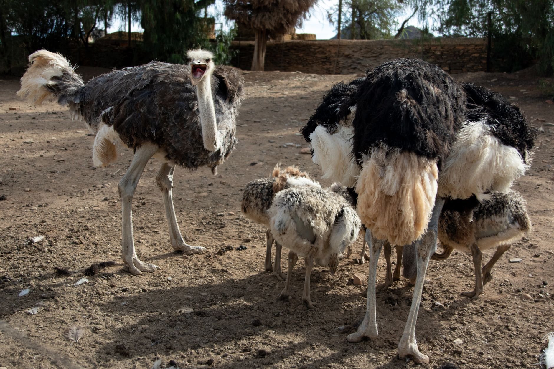 Seven Red-Necked Ostrich Chicks Hatch in Rafha Reserve
