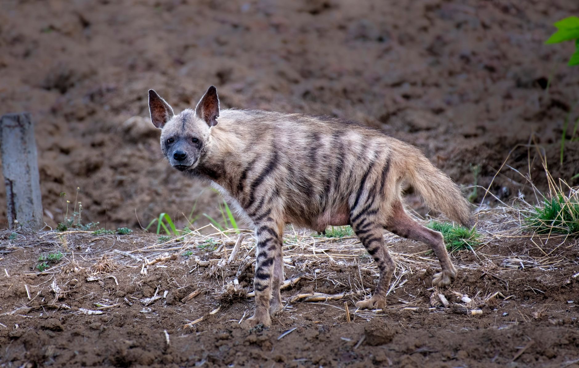 First Striped Hyena Birth at NEOM Nature Reserve