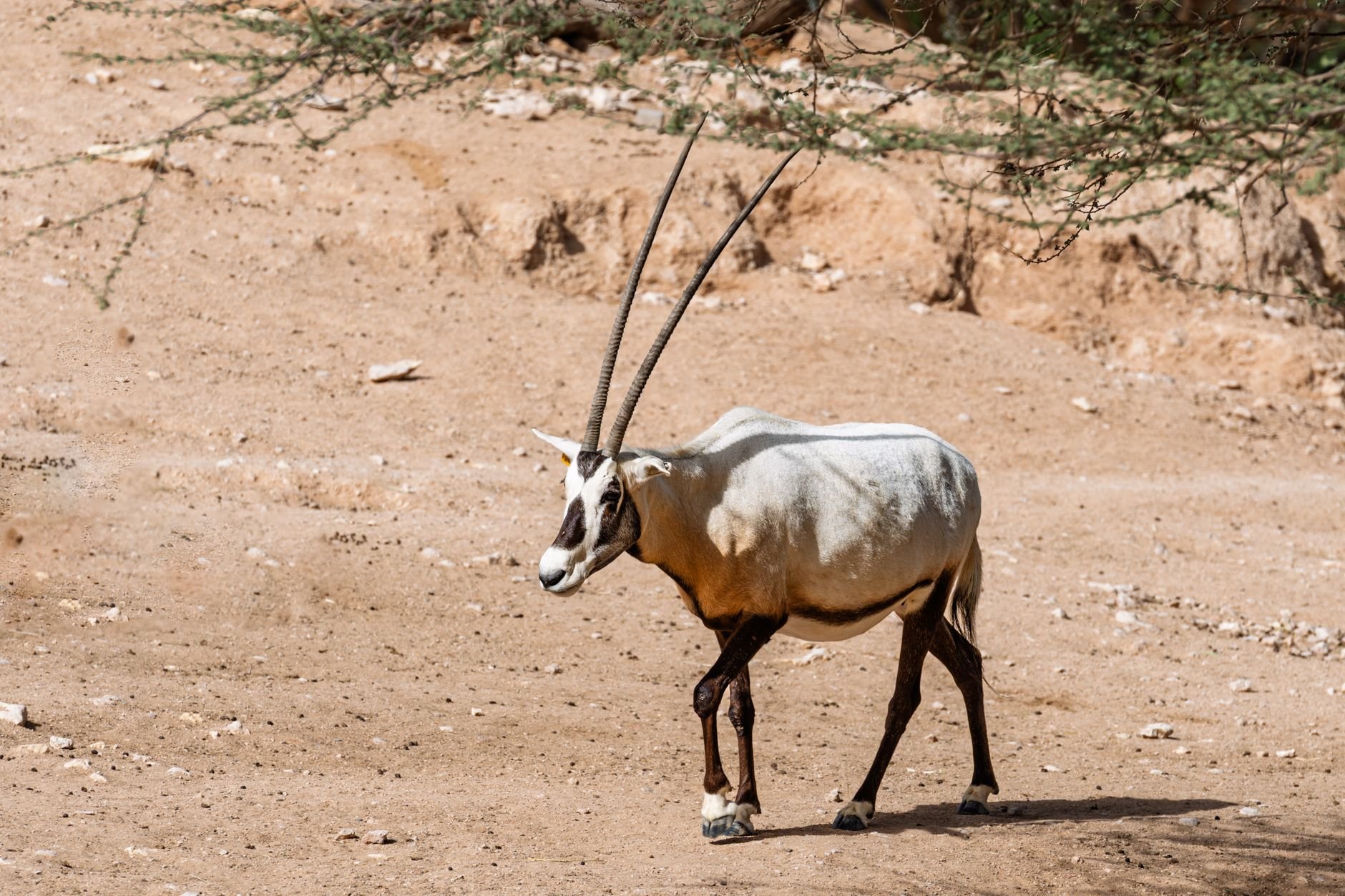 Arabian Oryx Recovers in Saudi Arabia to Vulnerable