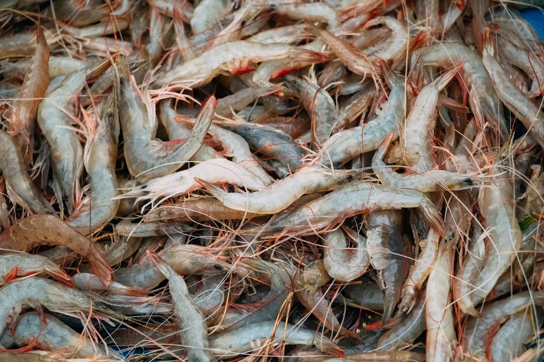 Jazan Shrimp Season 2026 Opens on Red Sea Coast