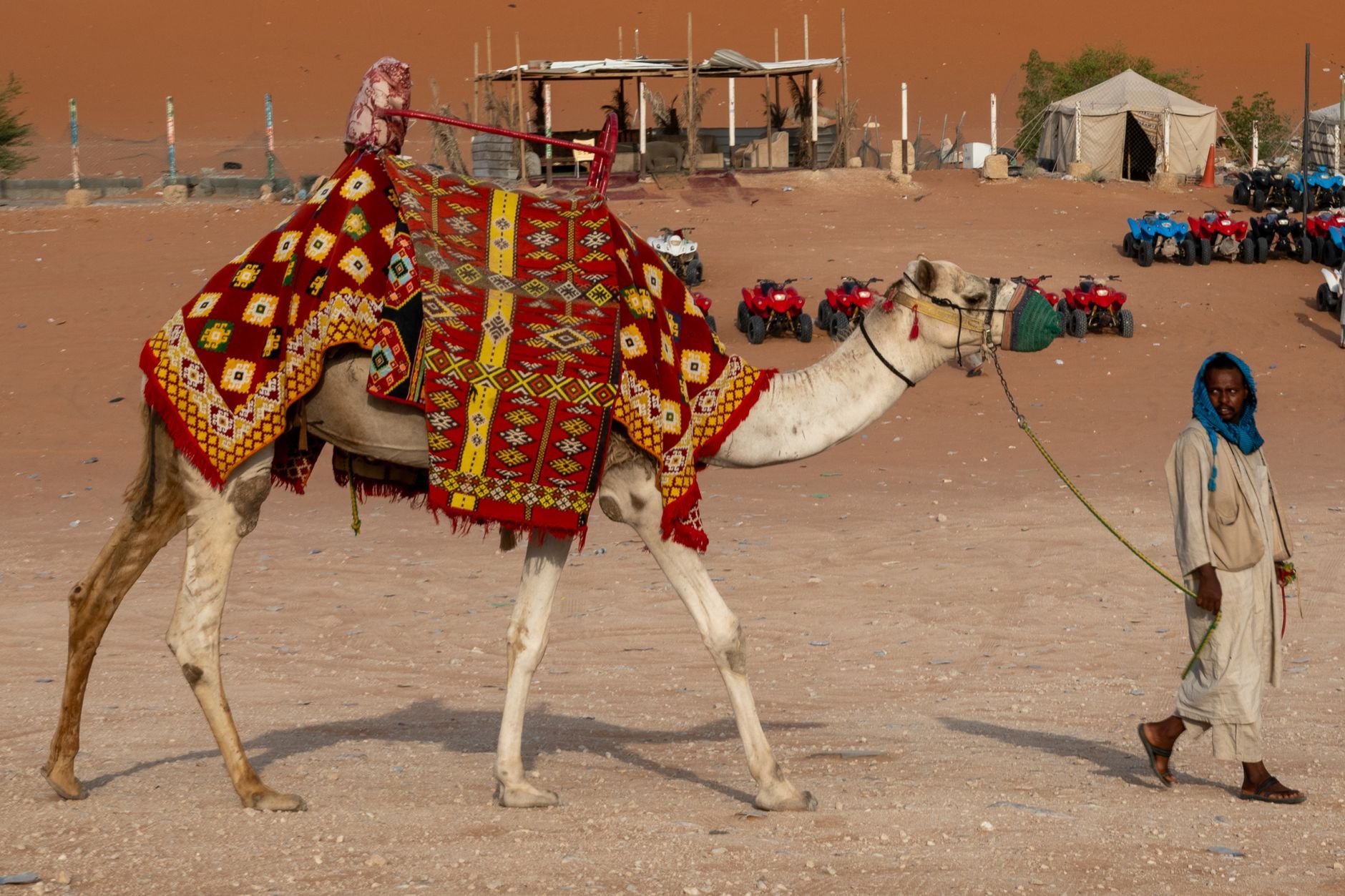 Crown Prince Camel Festival 2026: SAR 50M in Taif