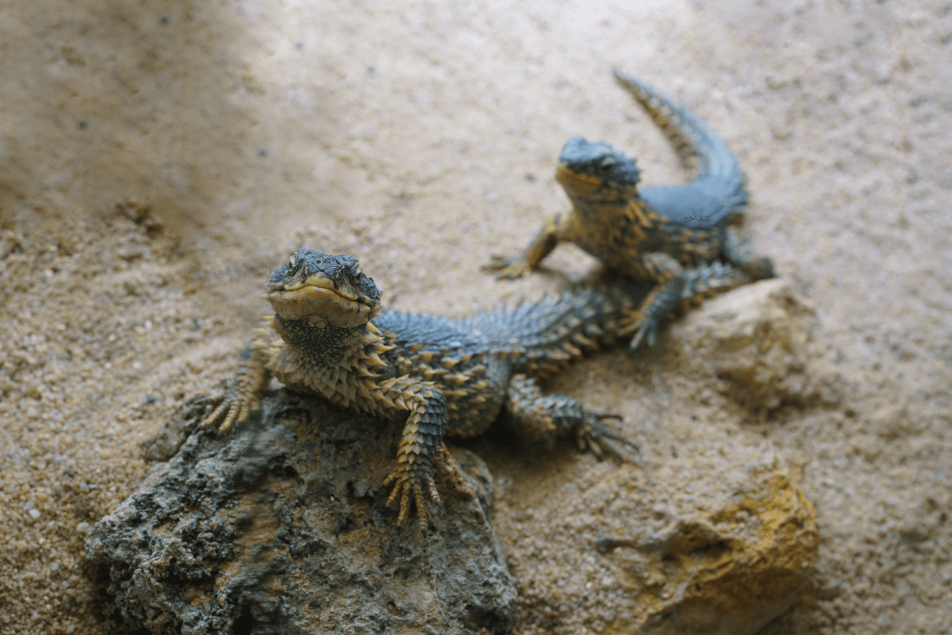 140+ Spiny-Tailed Lizards Released in Royal Reserve
