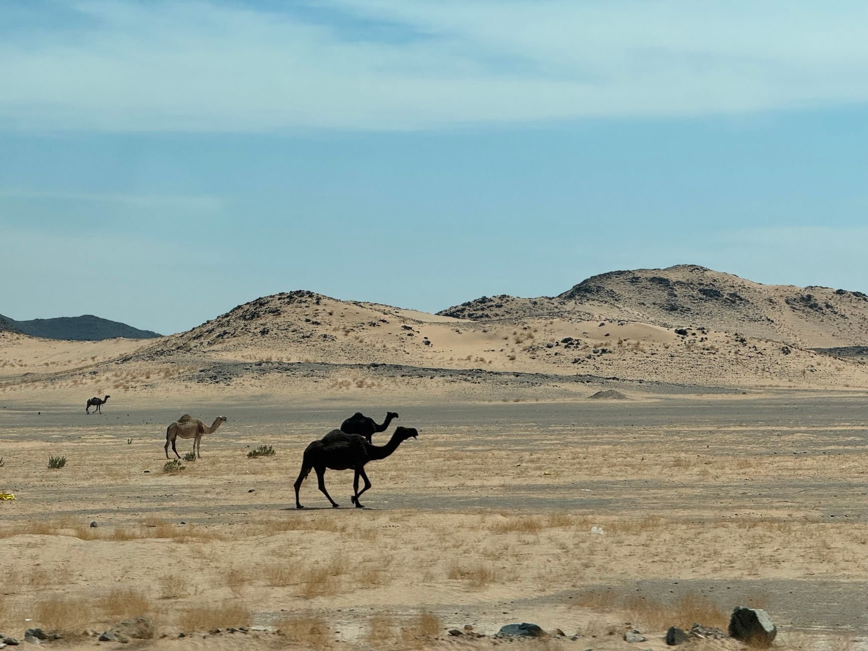 Taif Camel Festival 2026: First Trophy Races Set