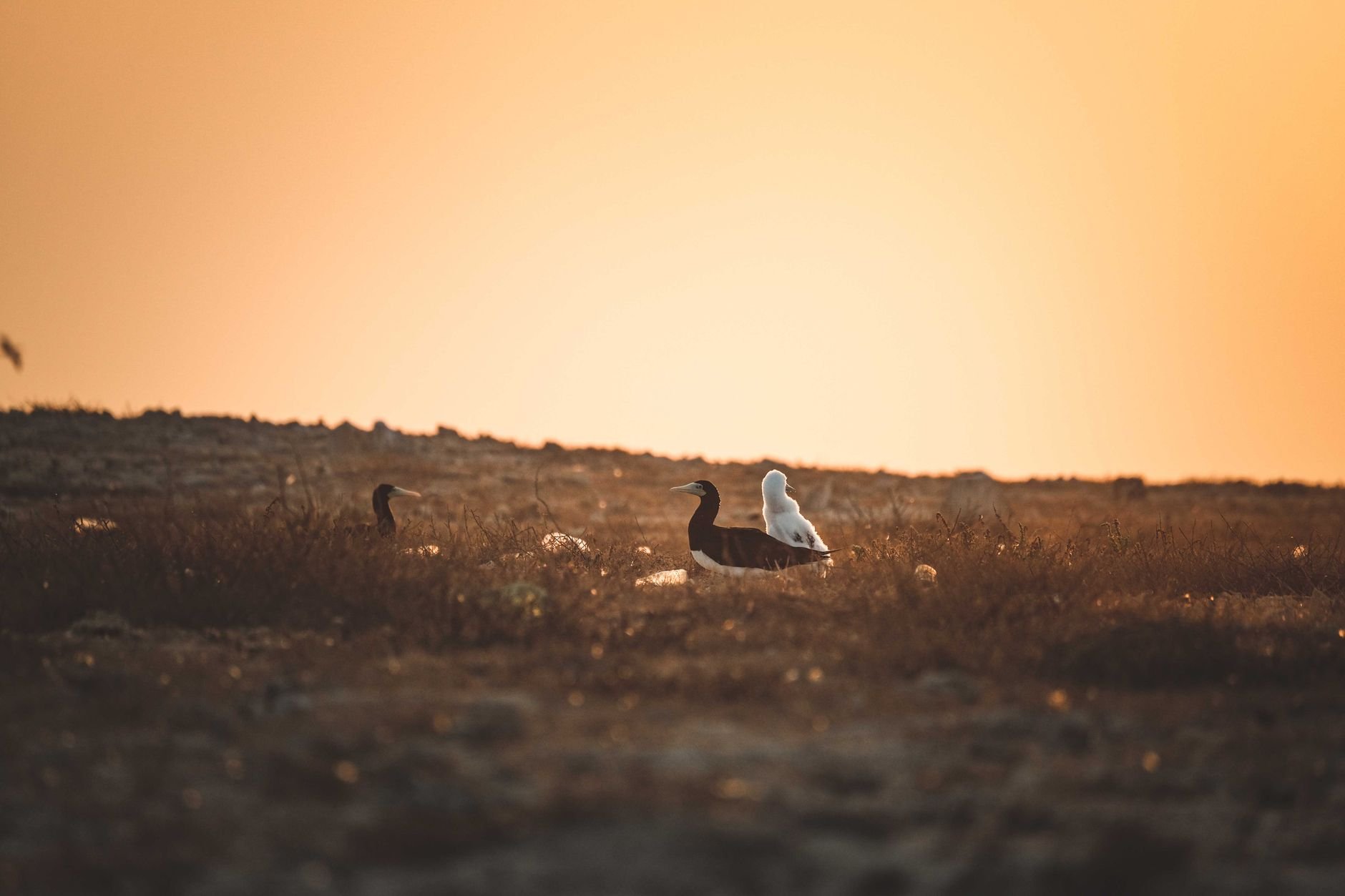 Migratory Birds Light Up Jeddah's Red Sea Coast